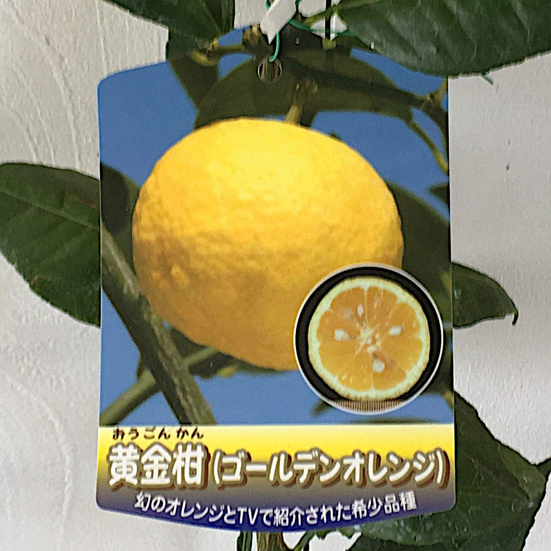 Amazon.co.jp: オレンジ 苗木 黄金柑 15cmポット苗 ゴールデンオレンジ